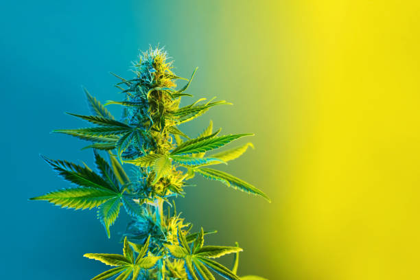 Lemon Haze Εισαγωγή